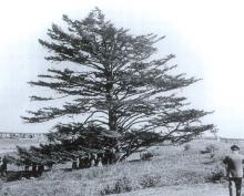 The Lone Tree Light