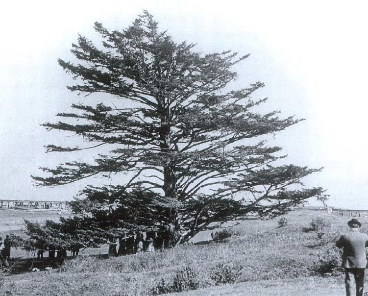 The Lone Tree Light